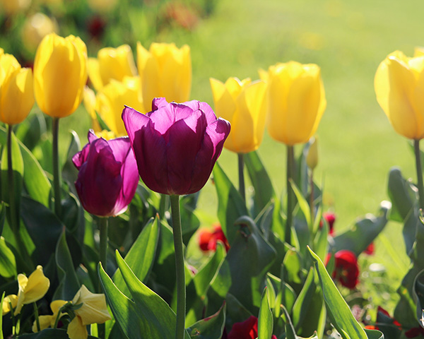 Colored Tulips representing Psychotherapy for Multicultural Concens