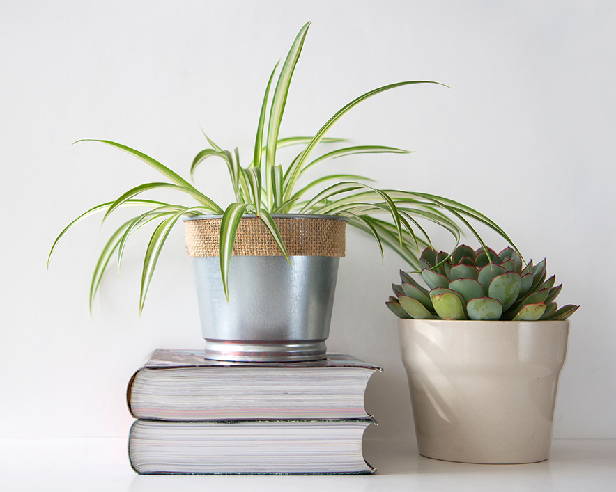 Books and plants