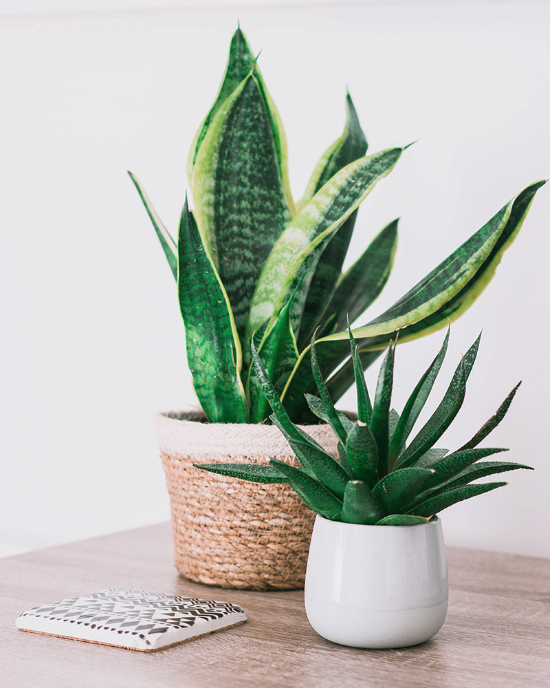 Nichole_Johnson_LMSW2_therapist Two plants on a table